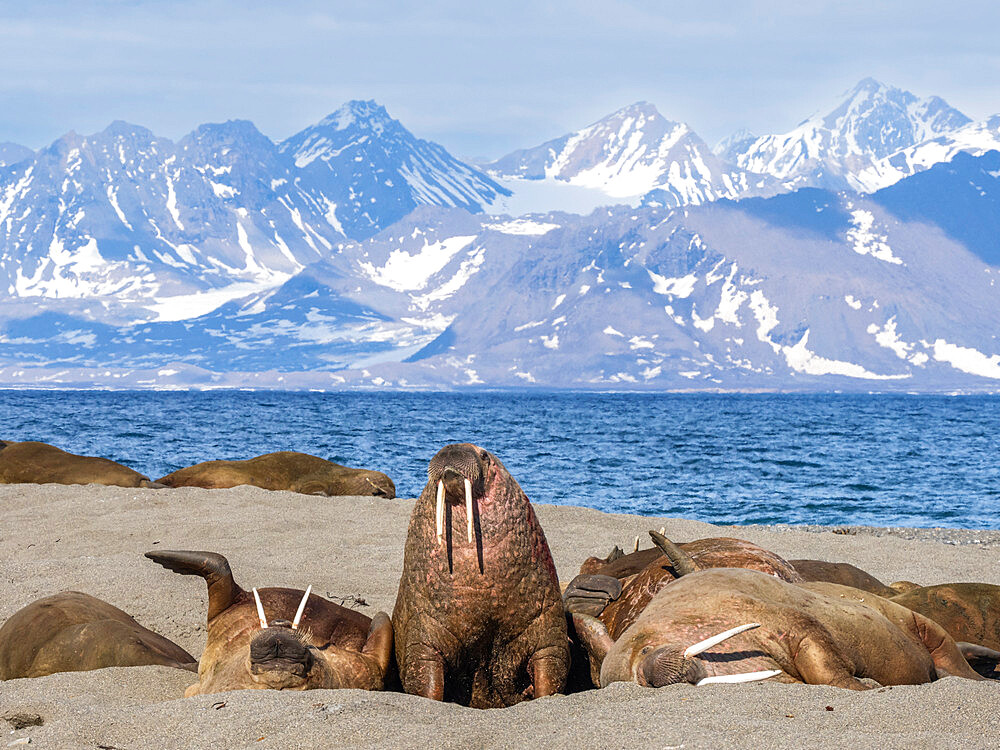 Adult male walruses (Odobenus rosmarus) hauled out on the beach at Poolepynten, Svalbard, Norway, Europe