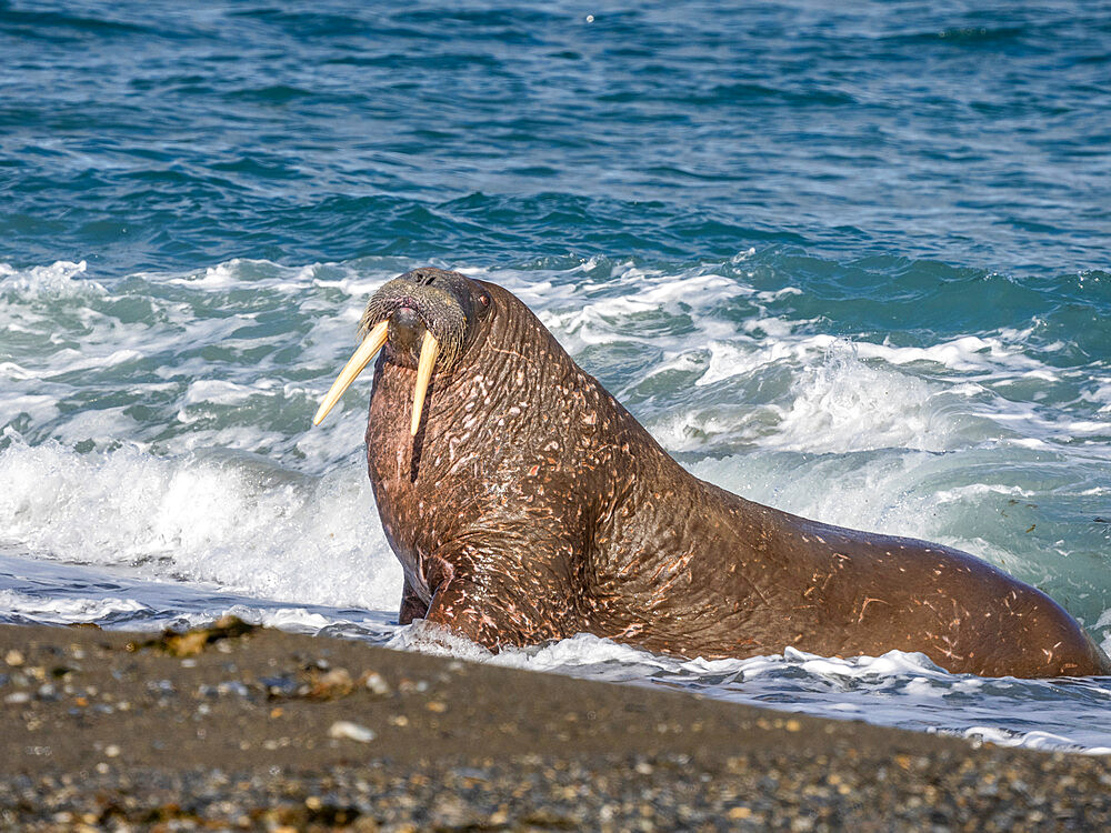 Adult male walrus (Odobenus rosmarus) hauling out on the beach at Poolepynten, Svalbard, Norway, Europe