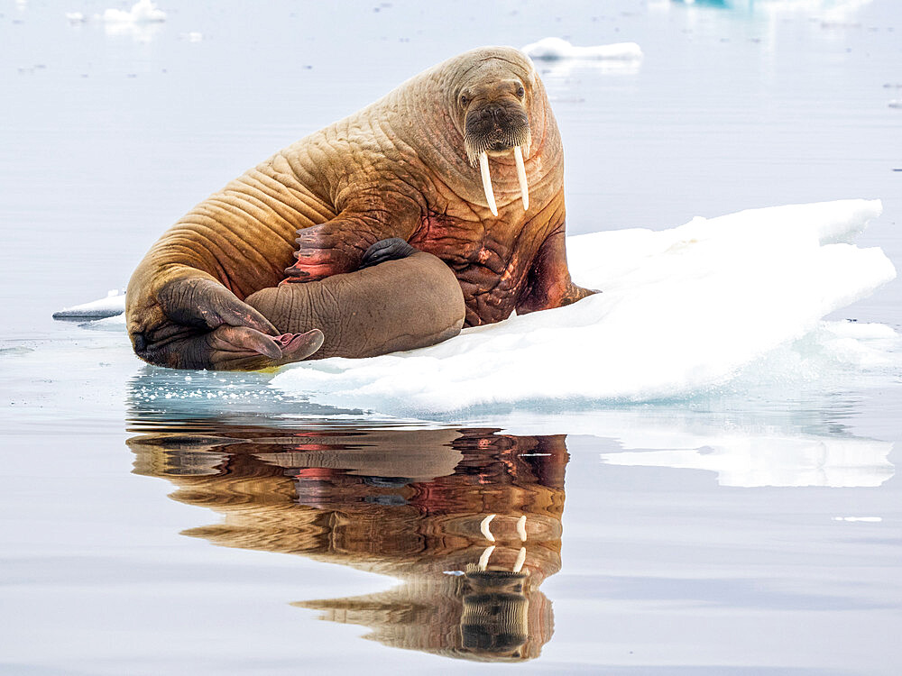 Mother walrus (Odobenus rosmarus) with calf hauled out on an ice floe near Storoya, Svalbard, Norway, Europe