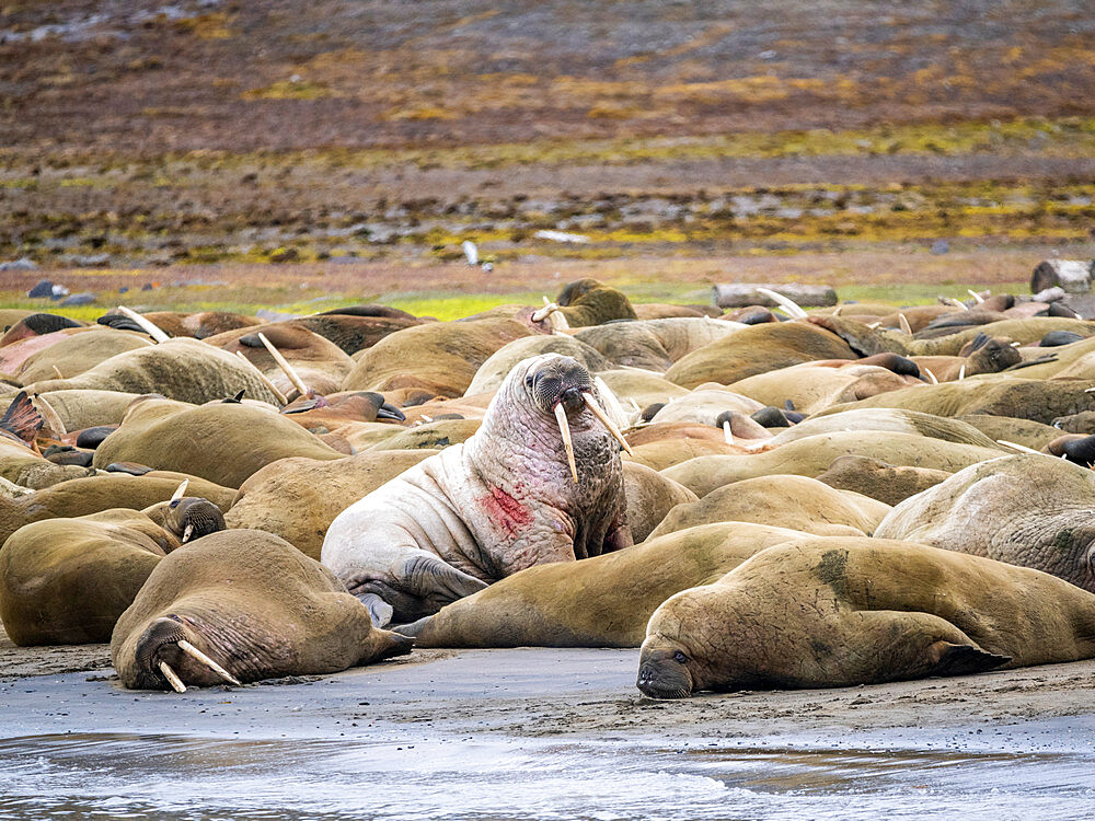 Adult male walruses (Odobenus rosmarus) hauled out on the beach at Kapp Lee, Edgeoya, Svalbard, Norway, Europe