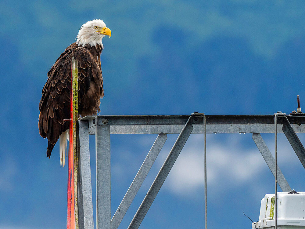 An adult bald eagle (Haliaeetus leucocephalus) perched on a channel marker outside Seward, Alaska, United States of America, North America