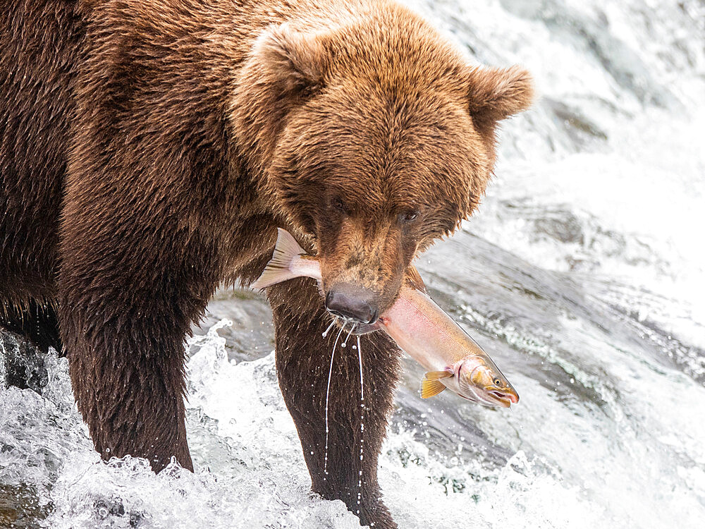 An adult brown bear (Ursus arctos) fishing for salmon at Brooks Falls, Katmai National Park and Preserve, Alaska, United States of America, North America