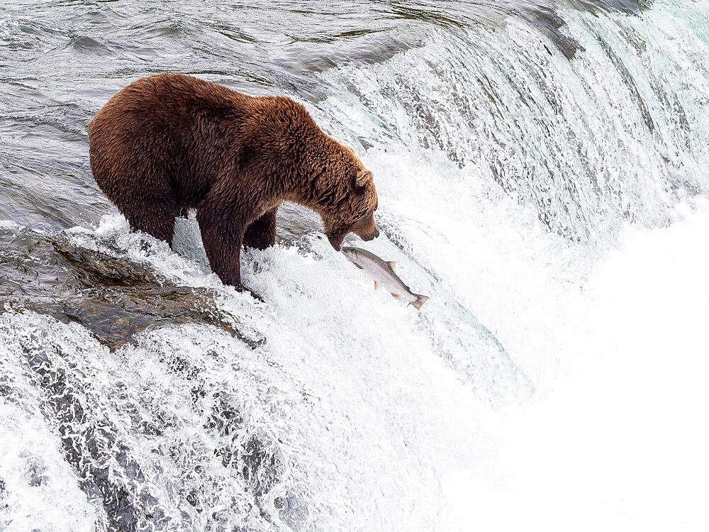 An adult brown bear (Ursus arctos) fishing for salmon at Brooks Falls, Katmai National Park and Preserve, Alaska, United States of America, North America