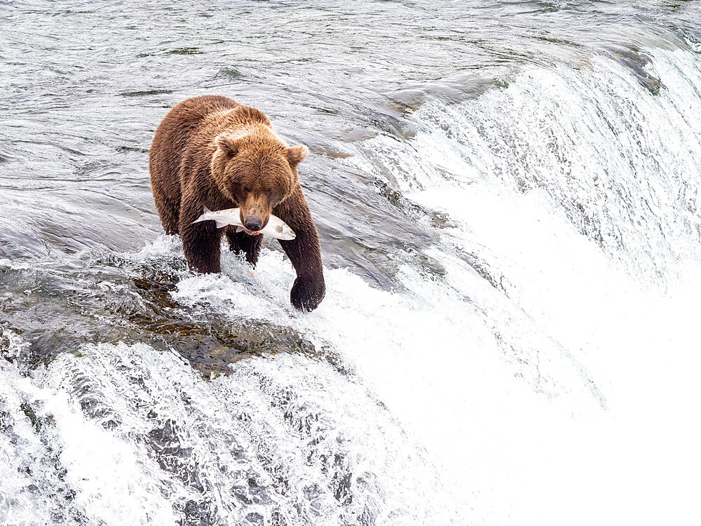 An adult brown bear (Ursus arctos) fishing for salmon at Brooks Falls, Katmai National Park and Preserve, Alaska, United States of America, North America