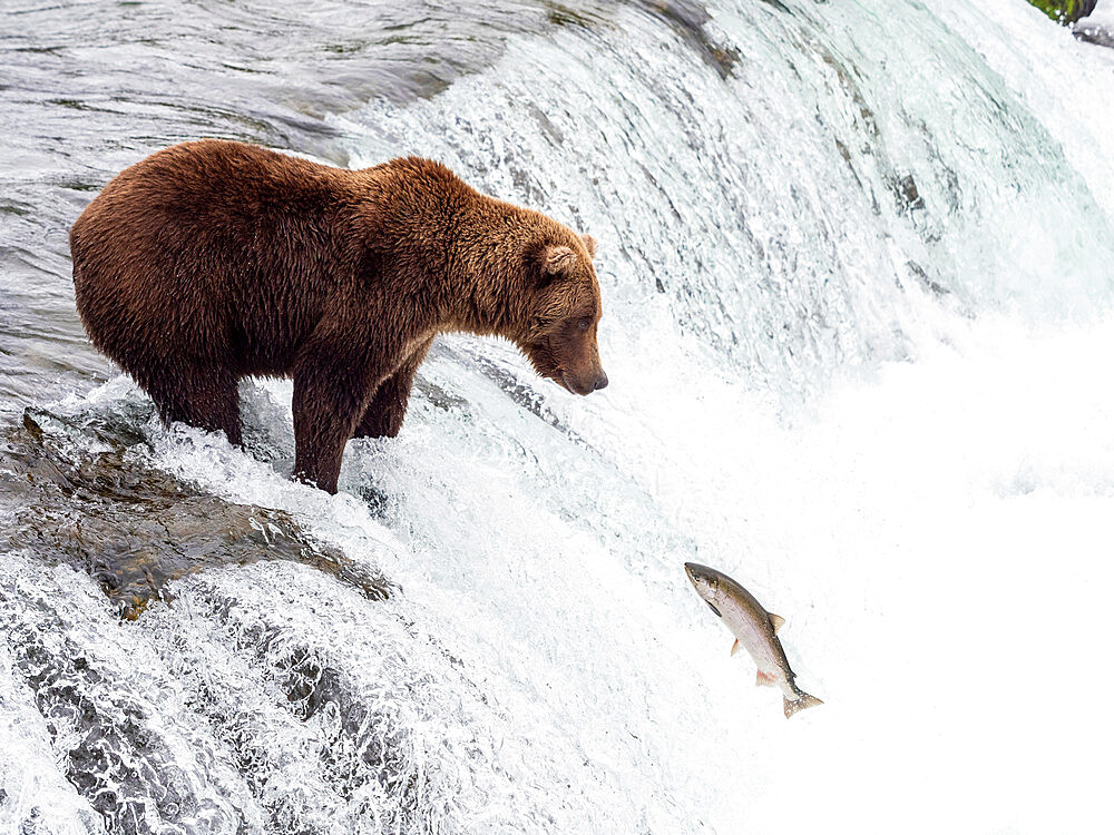 An adult brown bear (Ursus arctos) fishing for salmon at Brooks Falls, Katmai National Park and Preserve, Alaska, United States of America, North America