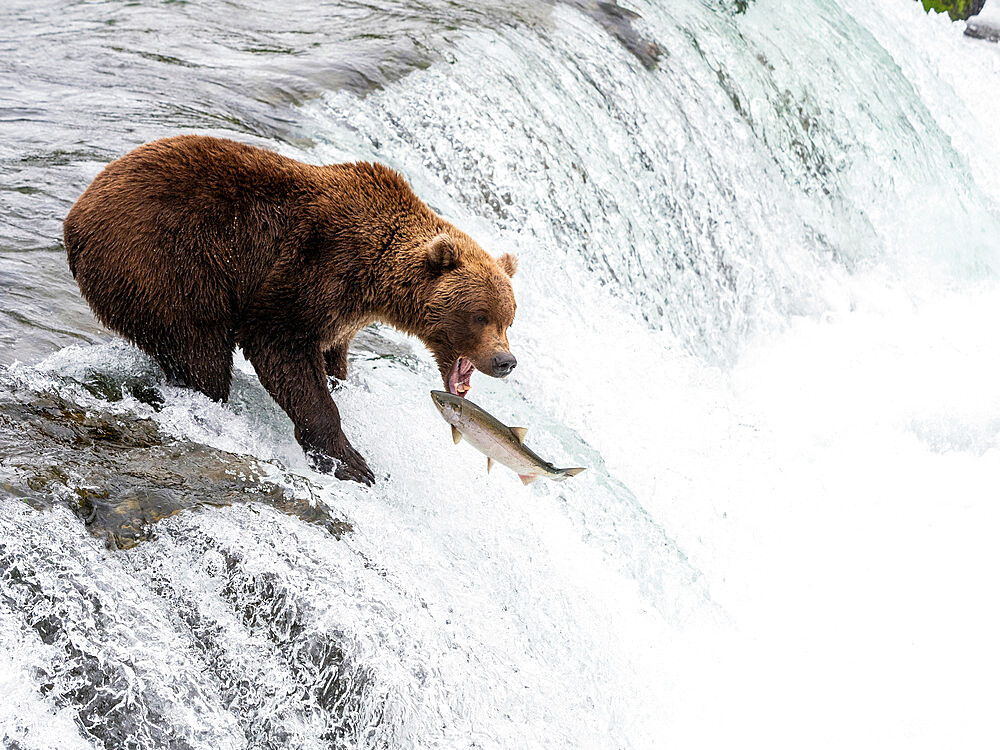 An adult brown bear (Ursus arctos) fishing for salmon at Brooks Falls, Katmai National Park and Preserve, Alaska, United States of America, North America