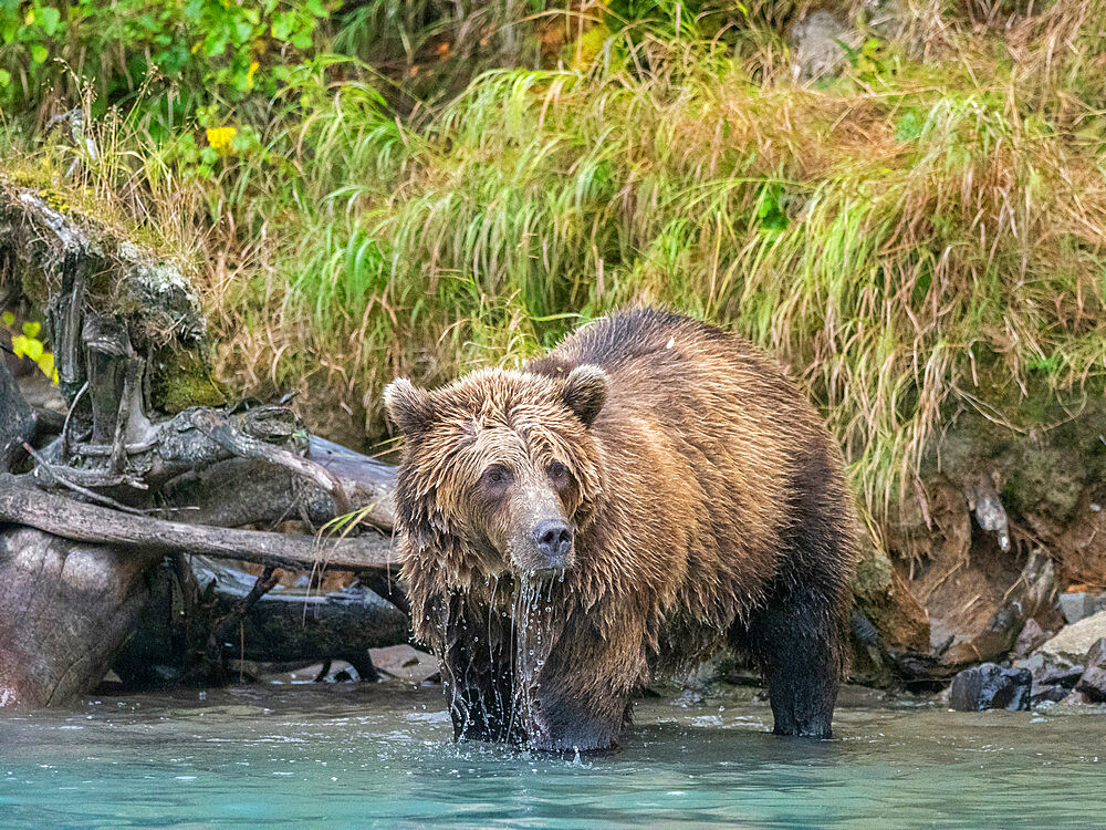 A young brown bear (Ursus arctos) along the shoreline at Lake Clark National Park and Preserve, Alaska, United States of America, North America