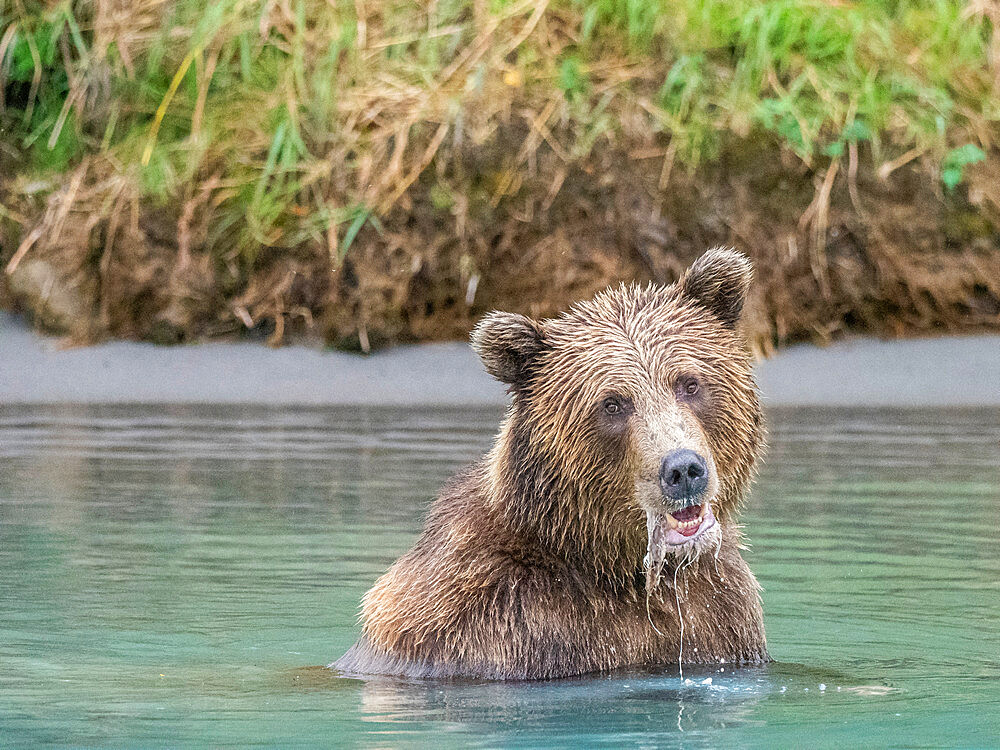 A young brown bear (Ursus arctos) fishing in the water at Lake Clark National Park and Preserve, Alaska, United States of America, North America