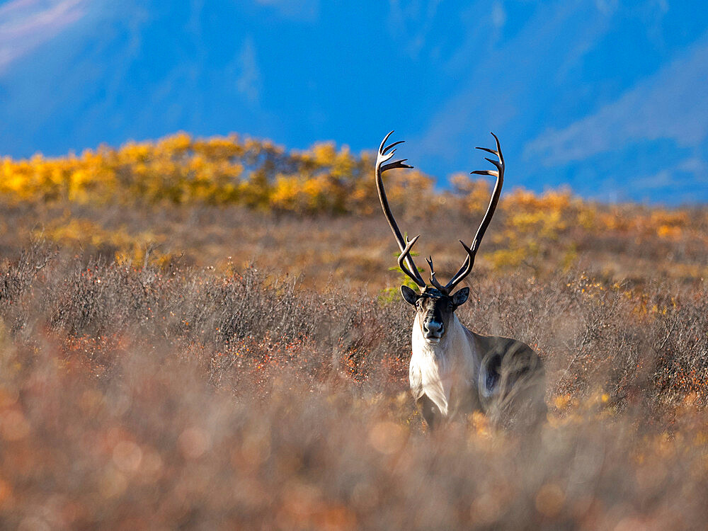 An adult bull porcupine caribou (Rangifer tarandus granti), hiding in fall color changes in Denali National Park, Alaska, United States of America, North America