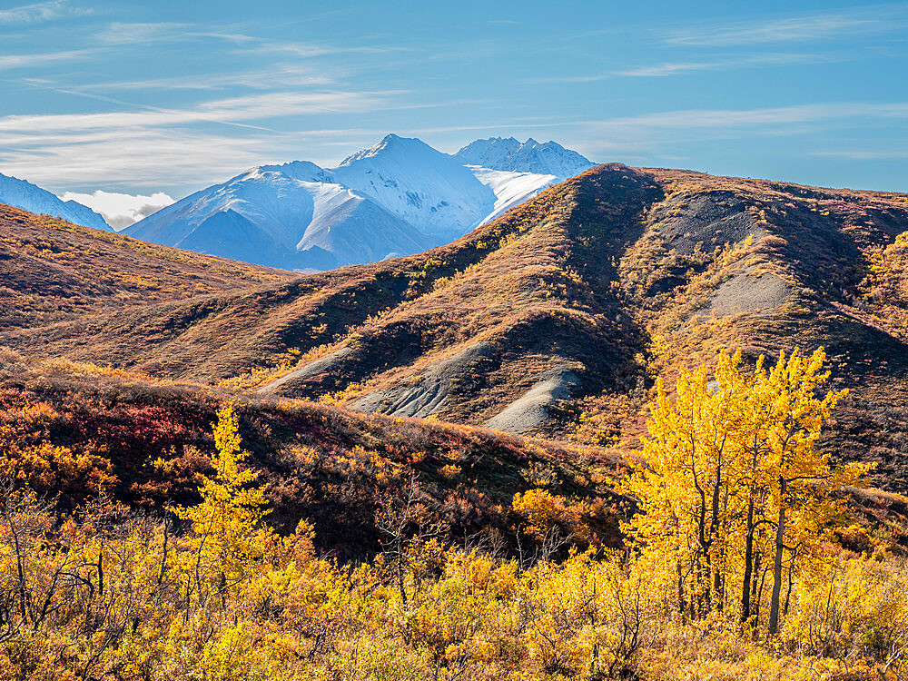 Snow covered mountains and fall color change amongst the shrubs and trees, Denali National Park, Alaska, United States of America, North America