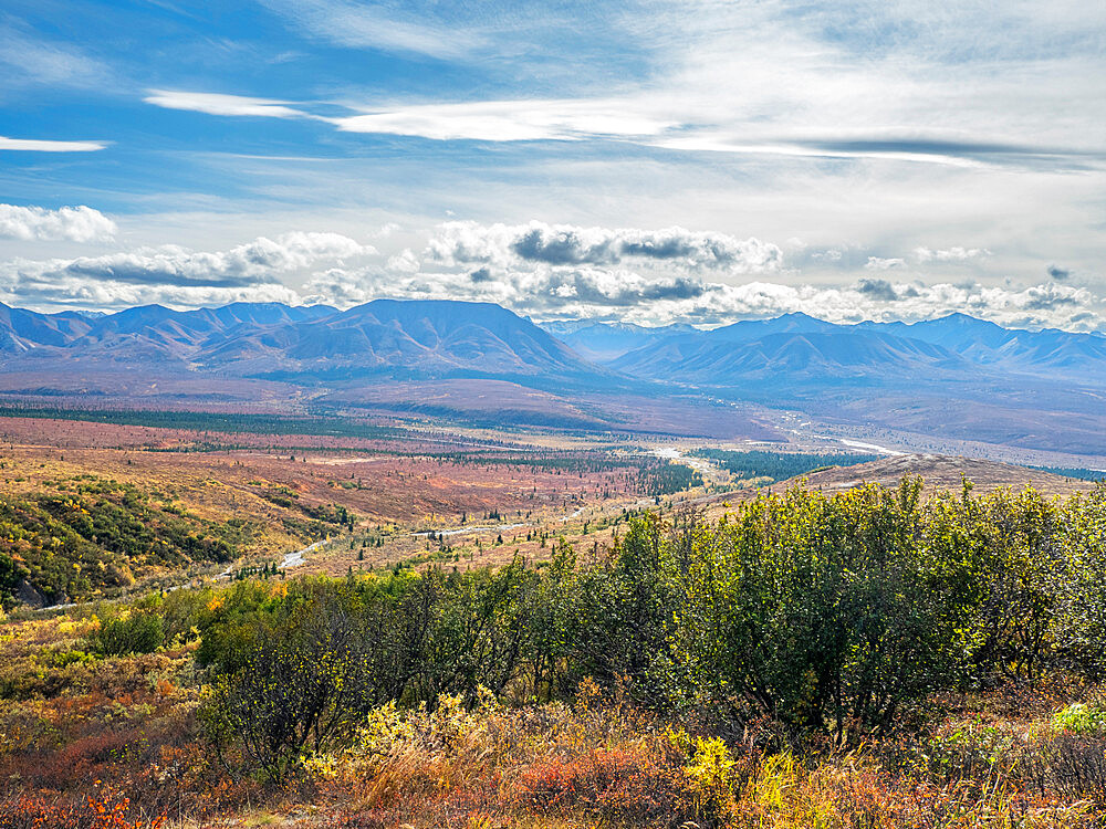 Fall color change amongst the trees and shrubs in Denali National Park, Alaska, United States of America, North America