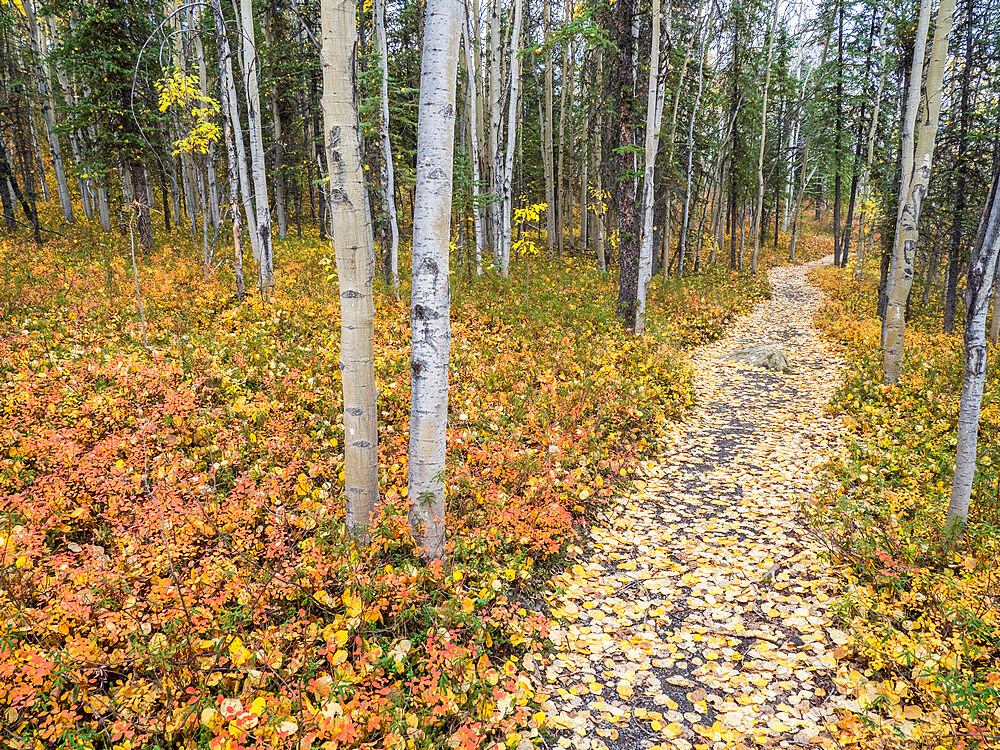 Fall color change amongst the trees and shrubs on the Rock Creek Trail in Denali National Park, Alaska, United States of America, North America