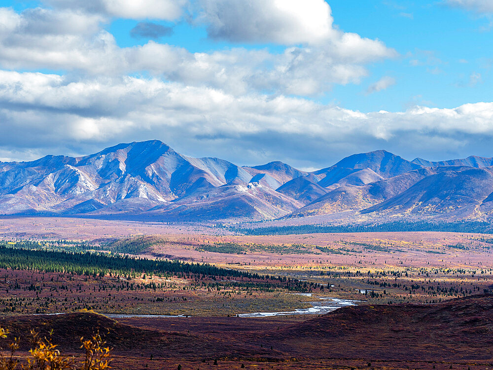 Fall color change amongst the trees and shrubs in Denali National Park, Alaska, United States of America, North America