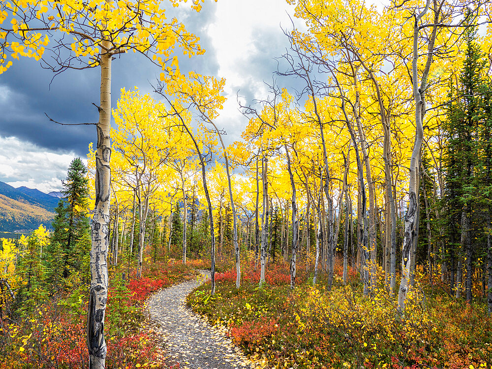 Fall color change amongst the trees and shrubs on the Rock Creek Trail in Denali National Park, Alaska, United States of America, North America