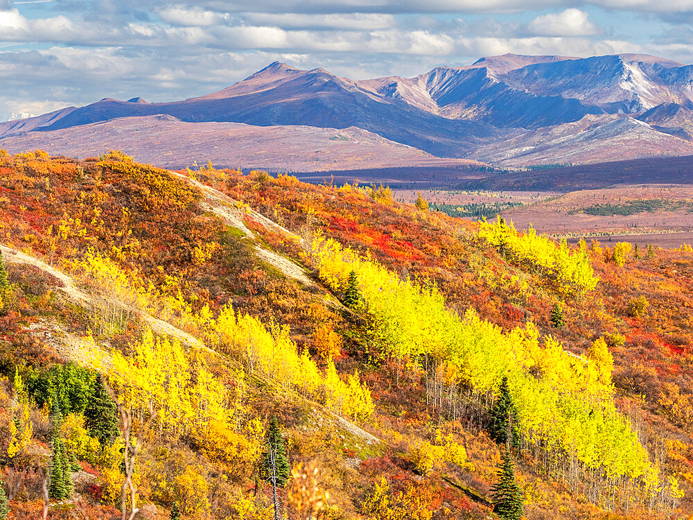 Fall color change amongst the trees and shrubs in Denali National Park, Alaska, United States of America, North America