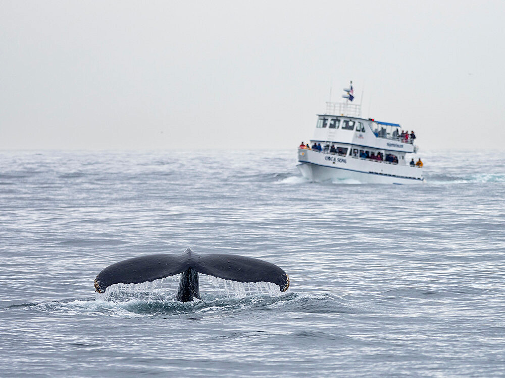 An adult humpback whale (Megaptera novaeangliae), flukes-up dive near boat in Kenai Fjords National Park, Alaska, United States of America, North America