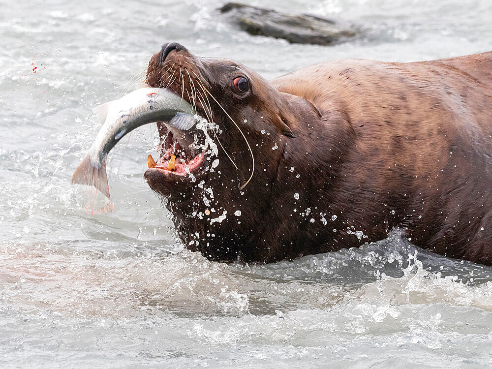 Adult bull Steller sea lion (Eumetopias jubatus), catching salmon at the Solomon Gulch Hatchery, Valdez, Alaska, United States of America, North America