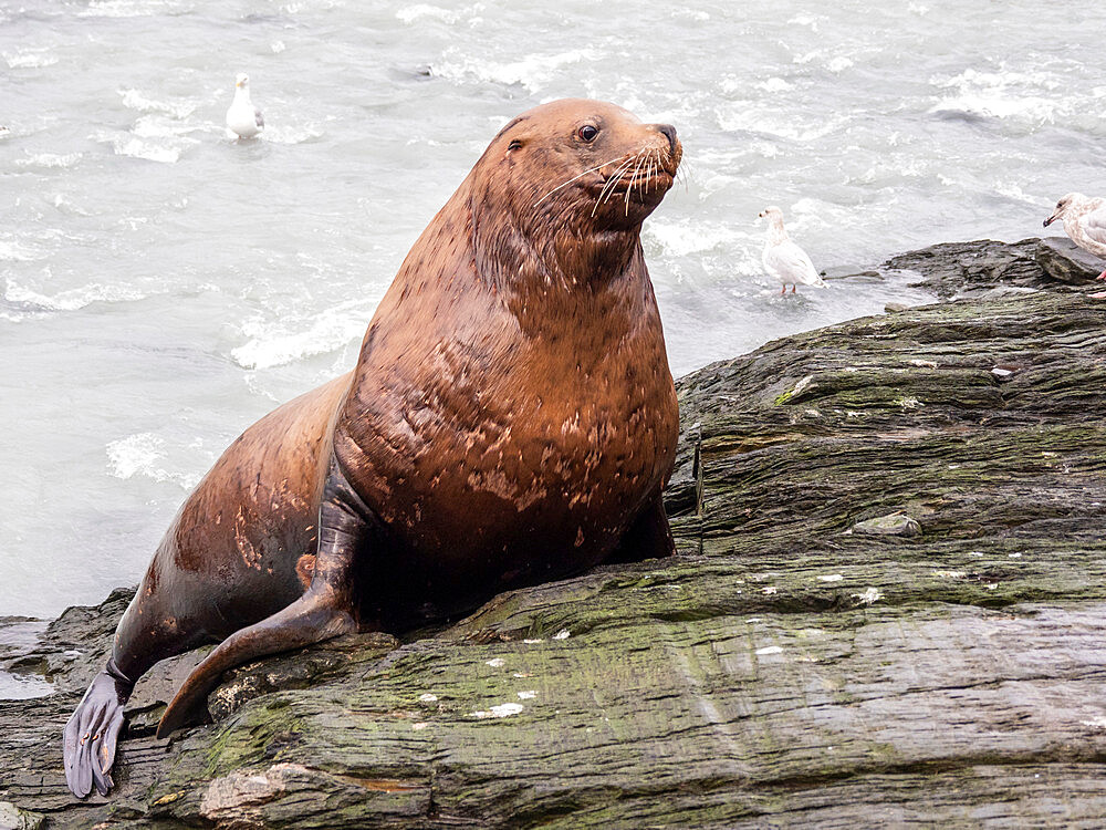 Adult bull Steller sea lion (Eumetopias jubatus), territorial display at the Solomon Gulch Hatchery, Valdez, Alaska, United States of America, North America