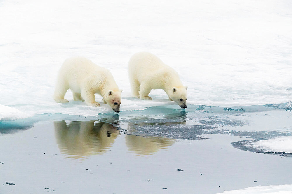 Polar bear (Ursus maritimus) cubs on an ice floe in the fog in Davis Strait, Nunavut, Canada, North America