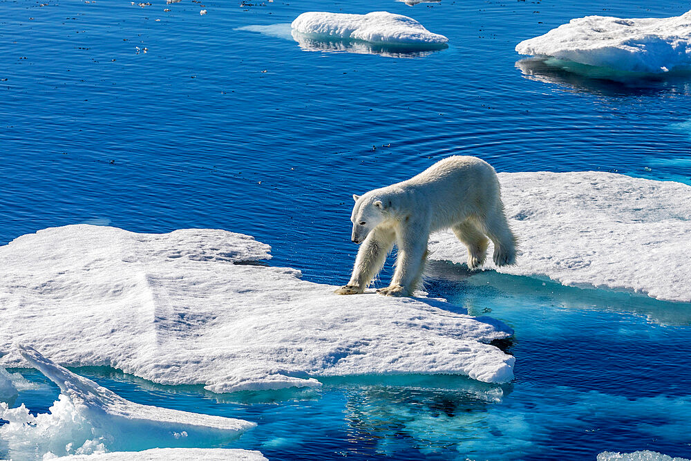 A young male polar bear (Ursus maritimus) on an ice floe in Baffin Bay, Nunavut, Canada, North America