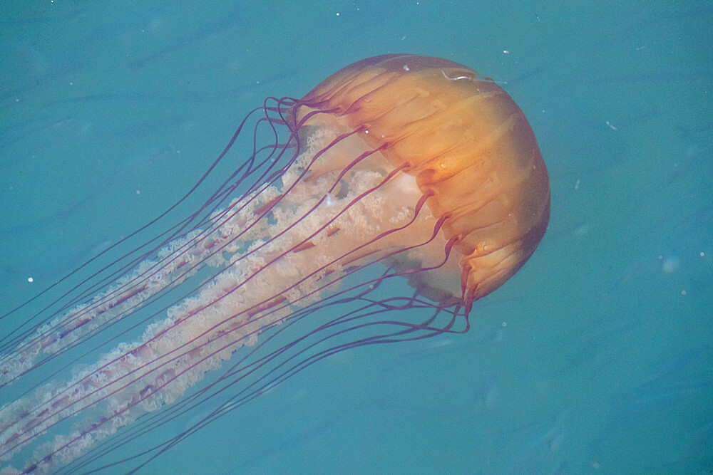 The planktonic scyphozoan Pacific sea nettle (Chrysaora fuscescens), Monterey Bay National Marine Sanctuary, California, United States of America, North America