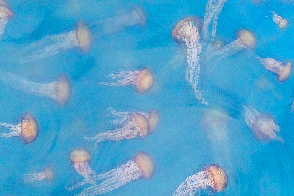 The planktonic scyphozoan Pacific sea nettles (Chrysaora fuscescens), Monterey Bay National Marine Sanctuary, California, United States of America, North America