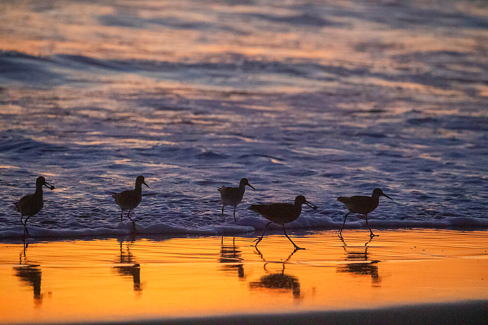 A flock of adult willets (Tringa semipalmata) feeding at sunset on the beach near Moss Landing, California, United States of America, North America