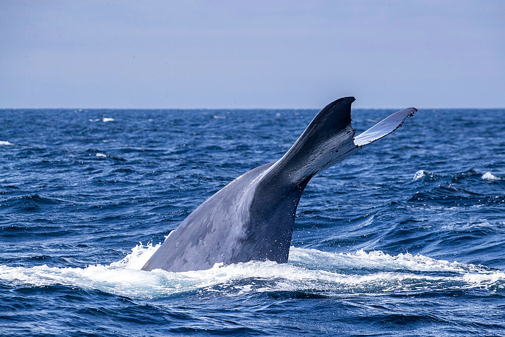 An adult blue whale (Balaenoptera musculus) flukes-up dive in Monterey Bay National Marine Sanctuary, California, United States of America, North America