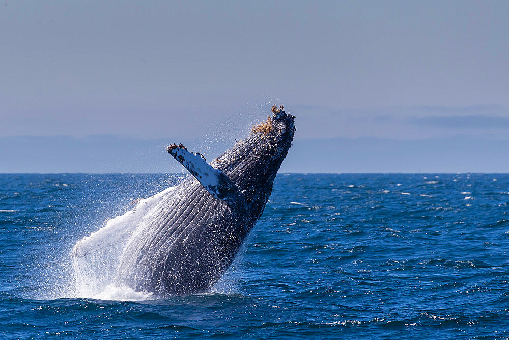 Adult humpback whale (Megaptera novaeangliae) breaching in Monterey Bay National Marine Sanctuary, California, United States of America, North America