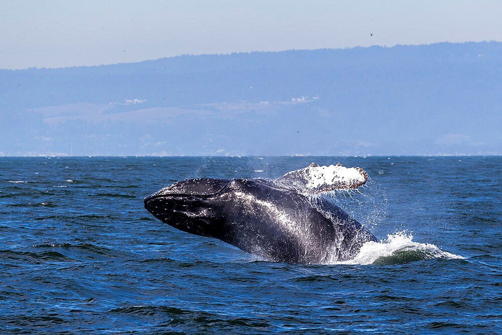 Adult humpback whale (Megaptera novaeangliae) breaching in Monterey Bay National Marine Sanctuary, California, United States of America, North America