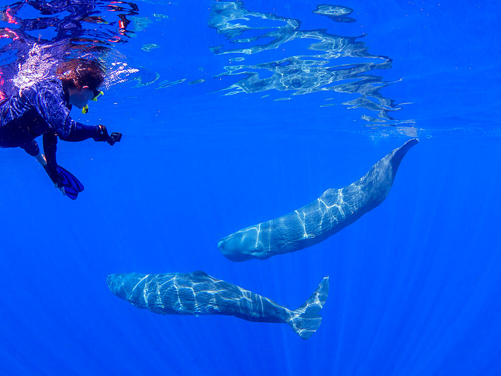 Researcher swimming with a small pod of sperm whales (Physeter macrocephalus) underwater off the coast of Roseau, Dominica, Windward Islands, West Indies, Caribbean, Central America