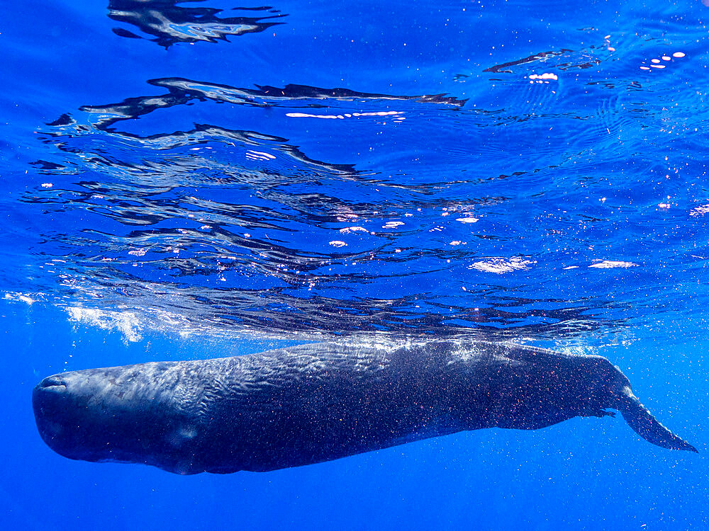 A young sperm whale (Physeter macrocephalus) swimming underwater off the coast of Roseau, Dominica, Windward Islands, West Indies, Caribbean, Central America