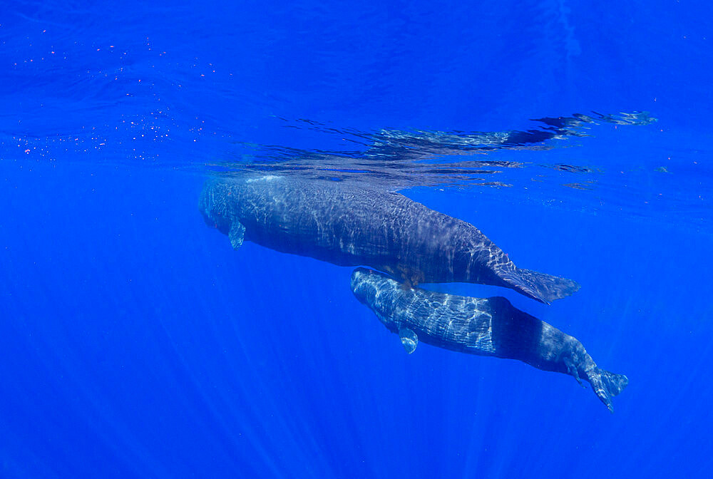 A mother and calf sperm whale (Physeter macrocephalus) swimming underwater off the coast of Roseau, Dominica, Windward Islands, West Indies, Caribbean, Central America