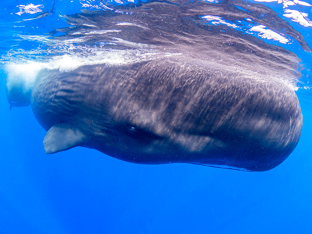 A mother and calf sperm whale (Physeter macrocephalus) swimming underwater off the coast of Roseau, Dominica, Windward Islands, West Indies, Caribbean, Central America