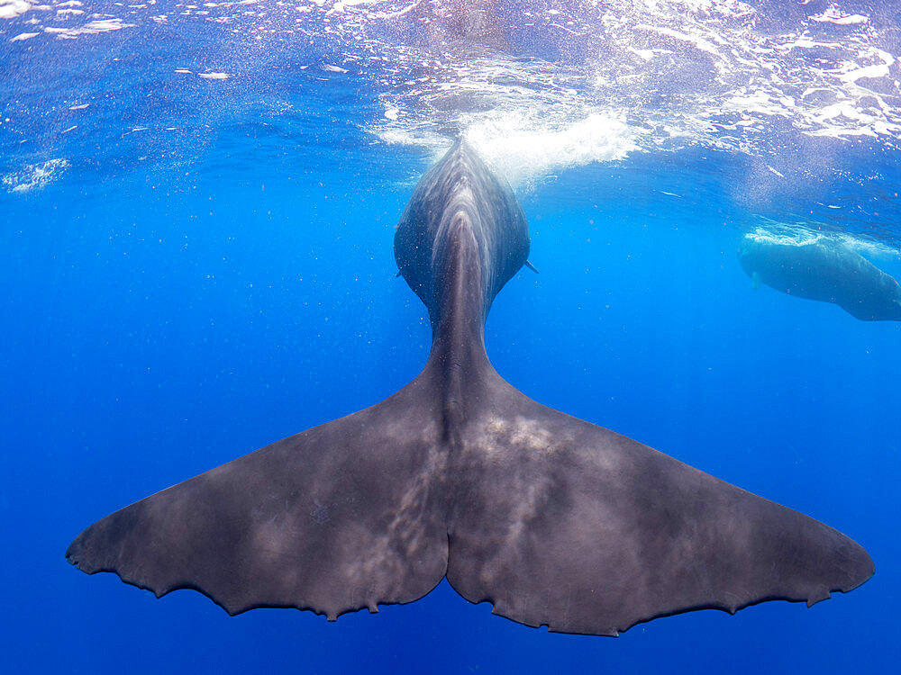 The flukes of an adult female sperm whale (Physeter macrocephalus) swimming underwater, Roseau, Dominica, Windward Islands, West Indies, Caribbean, Central America