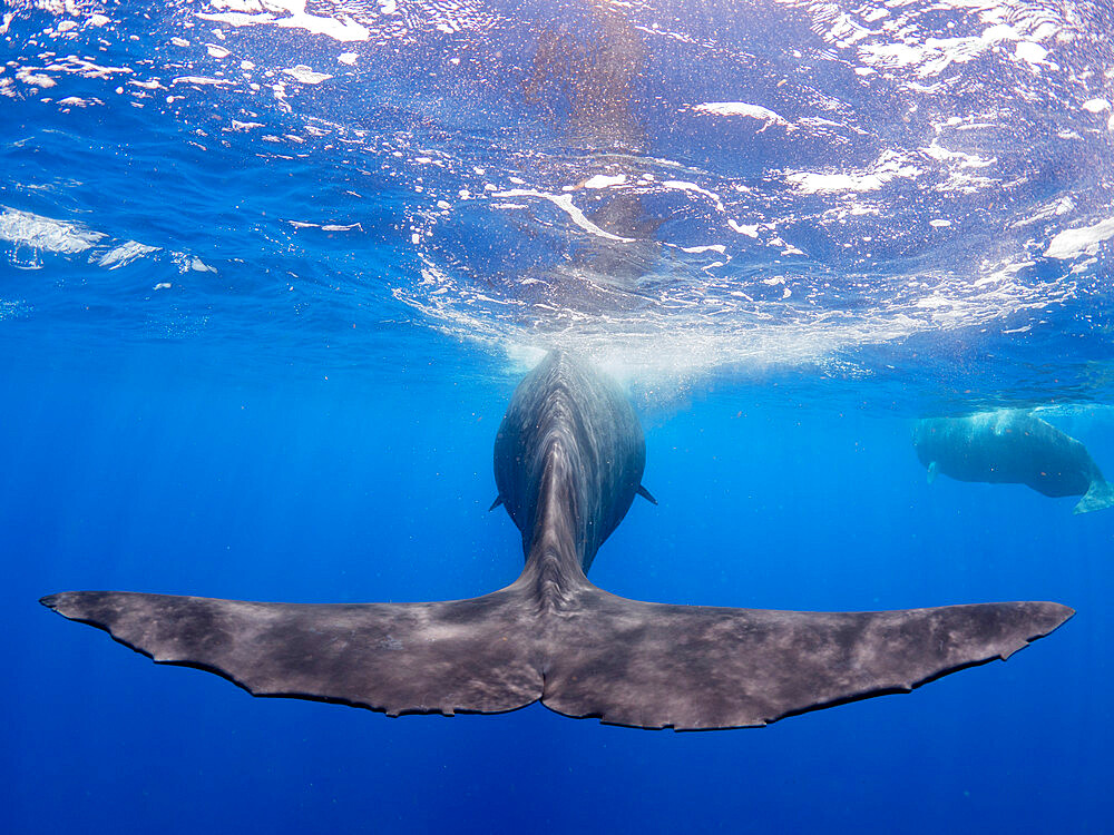 The flukes of an adult female sperm whale (Physeter macrocephalus) swimming underwater, Roseau, Dominica, Windward Islands, West Indies, Caribbean, Central America