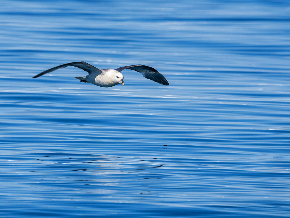 An adult northern fulmar (Fulmarus glacialis) in flight amongst the icebergs in Ilulissat, Greenland, Denmark, Polar Regions