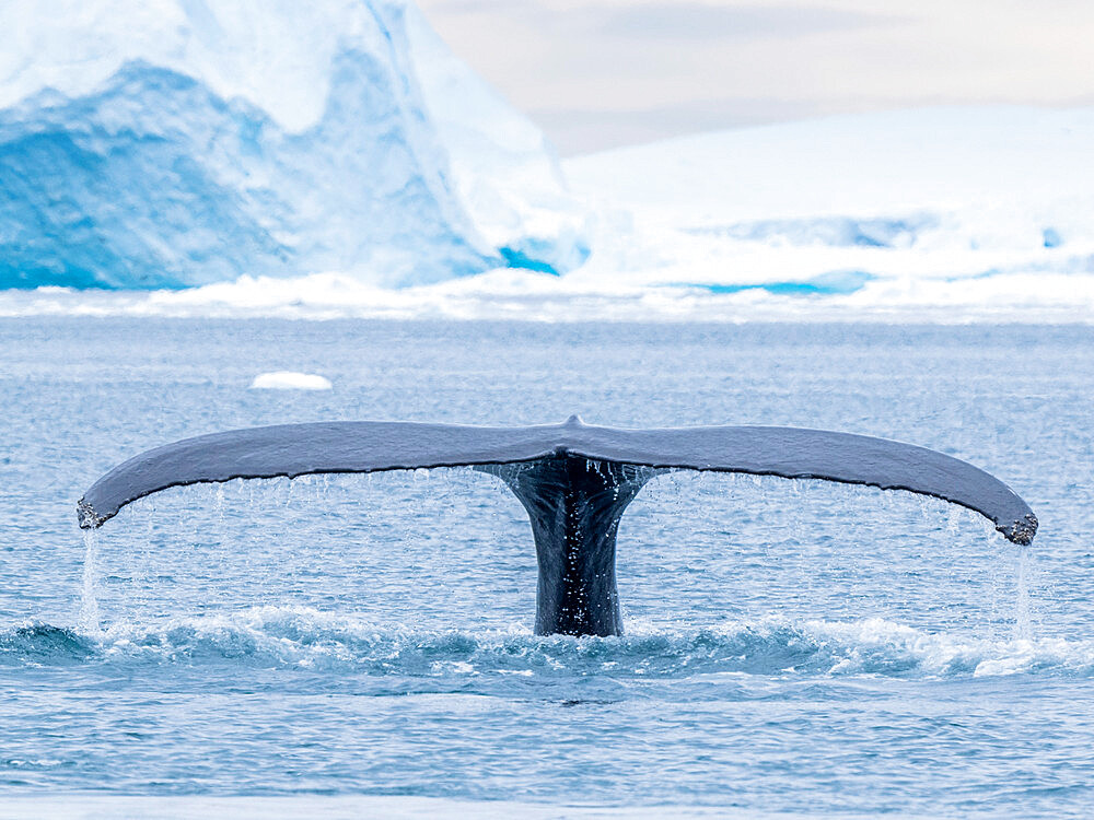 An adult humpback whale (Megaptera novaeangliae), flukes up dive amongst the icebergs in Ilulissat, Greenland, Denmark, Polar Regions