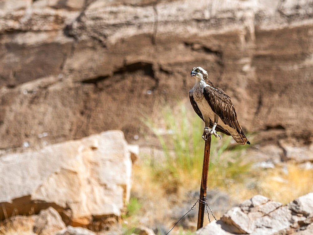 An adult osprey (Pandion haliaetus), perched on a fence post in Grand Canyon National Park, Arizona, United States of America, North America