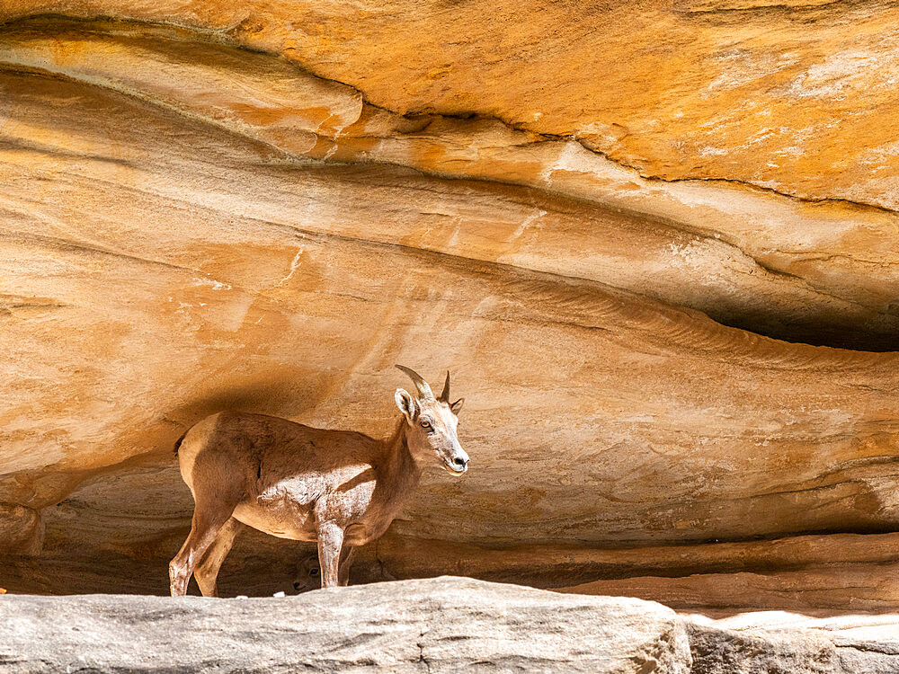 An adult female bighorn sheep (Ovis canadensis nelsoni), in a cave for shade in Grand Canyon National Park, Arizona, United States of America, North America