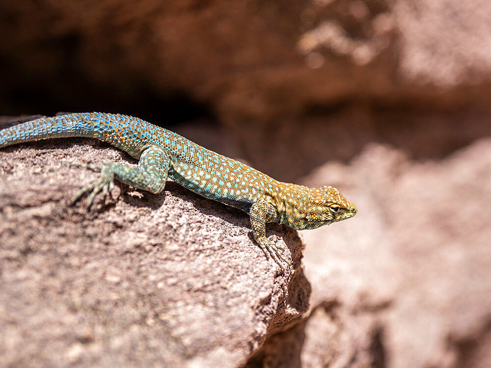 An adult common side-blotched lizard (Uta stansburiana), on the rocks in Grand Canyon National Park, Arizona, United States of America, North America