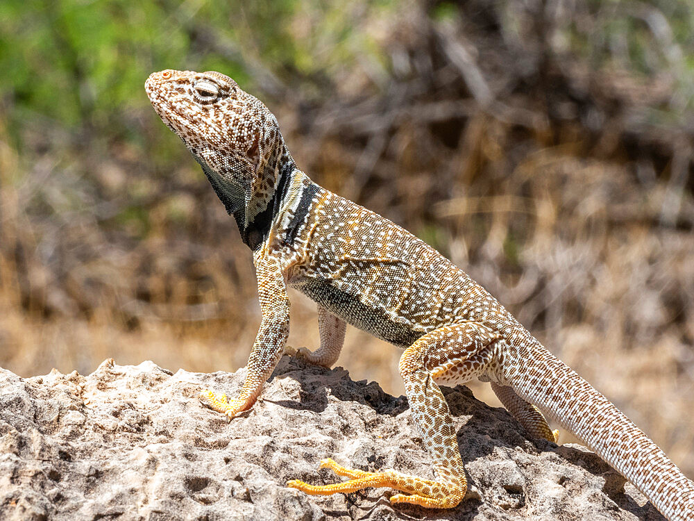 An adult desert collared lizard (Crotaphytus bicinctores), basking in Grand Canyon National Park, Arizona, United States of America, North America