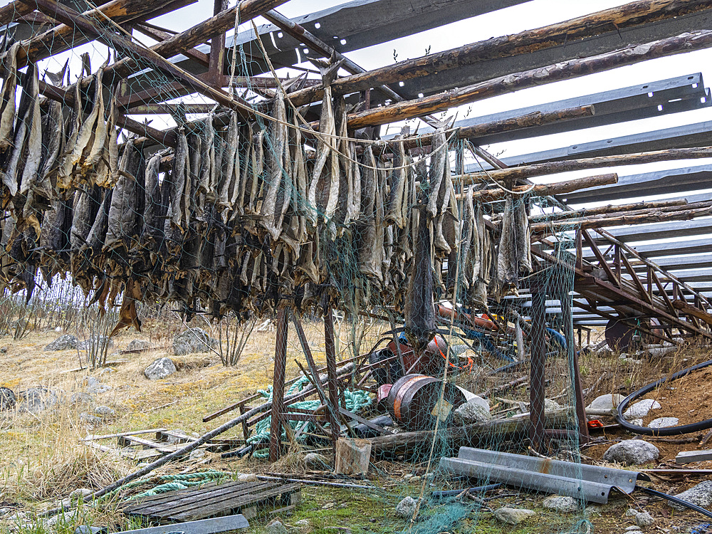 Fish racks, Musken (Masske), a Sami village near Hellemobotn, the narrowest point of Norway, Nordland, Norway, Scandinavia, Europe