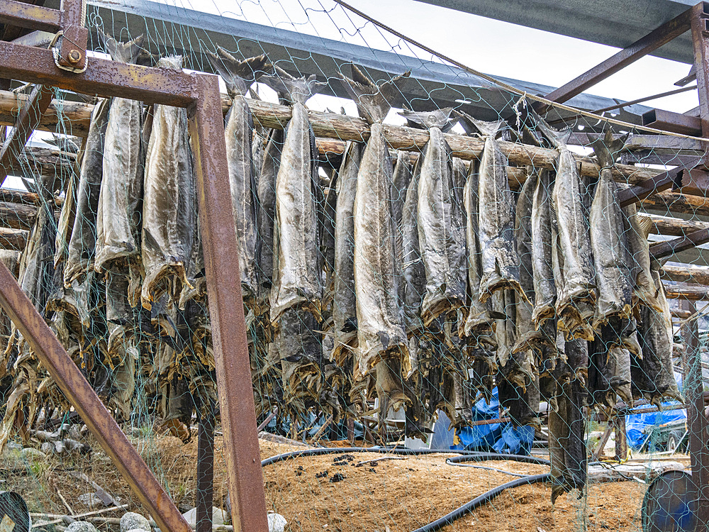 Fish racks, Musken (Masske), a Sami village near Hellemobotn, the narrowest point of Norway, Nordland, Norway, Scandinavia, Europe