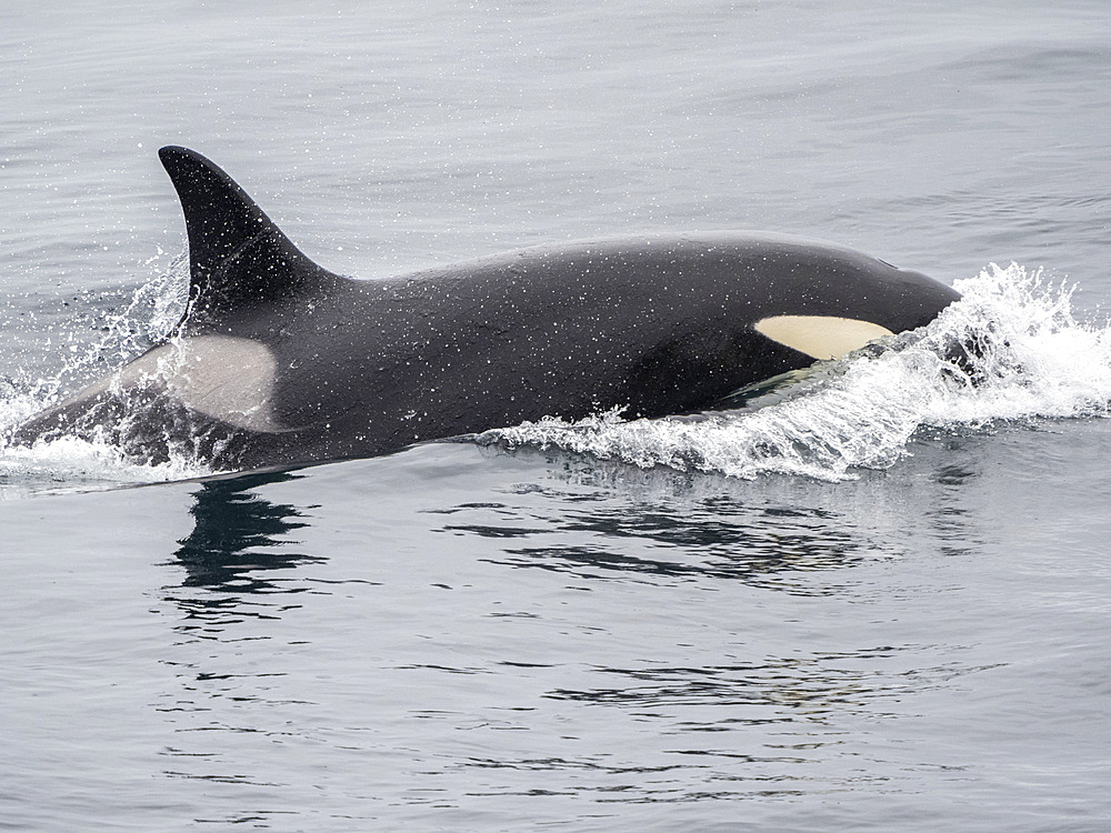 A small pod of Atlantic killer whales (Orcinus orca), surfacing just north of Tromso, Norway, Scandinavia, Europe