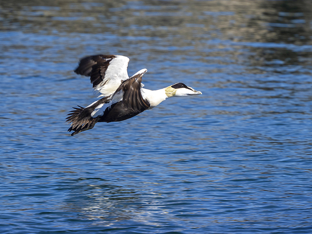 Adult male eider duck (Somateria mollissima), taking flight on the island of Bjornoya, Norway, Scandinavia, Europe