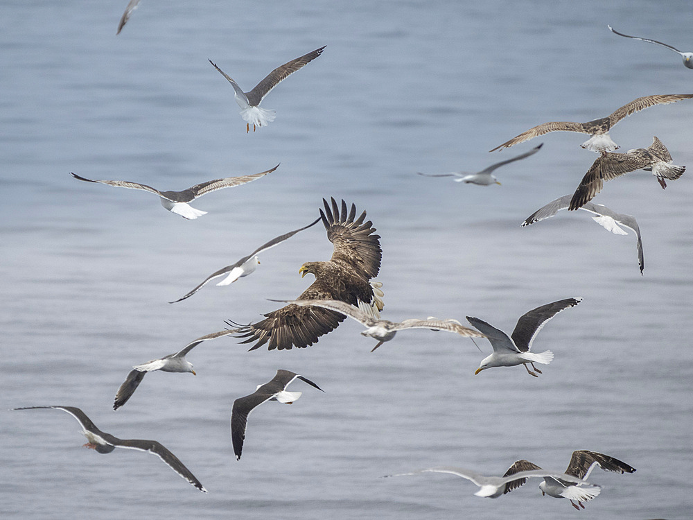 Adult white-tailed eagle (Haliaeetus albicilla), in flight amongst gulls at the sea cliffs at Fugloya, Norway, Scandinavia, Europe