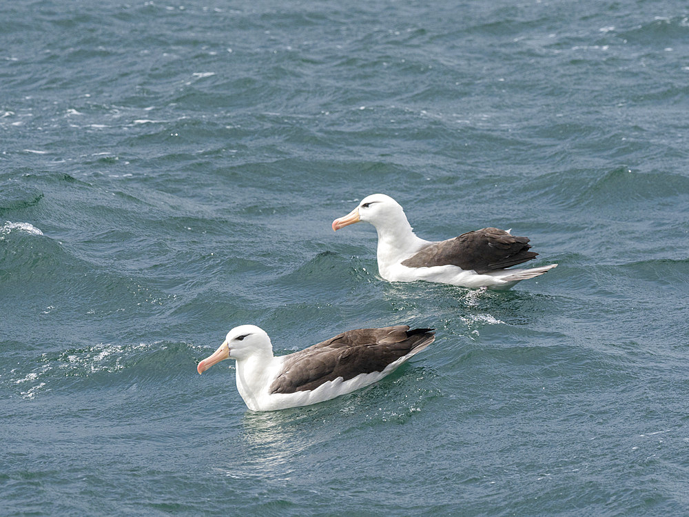 Adult black-browed albatrosses (Thalassarche melanophris), on the water in Lapataya Bay, Tierra del Fuego, Argentina, South America