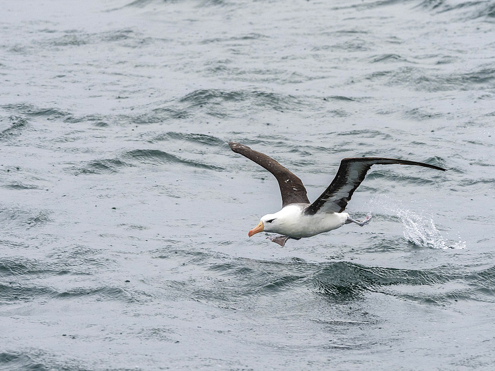 Adult black-browed albatross (Thalassarche melanophris), taking flight in Lapataya Bay, Tierra del Fuego, Argentina, South America