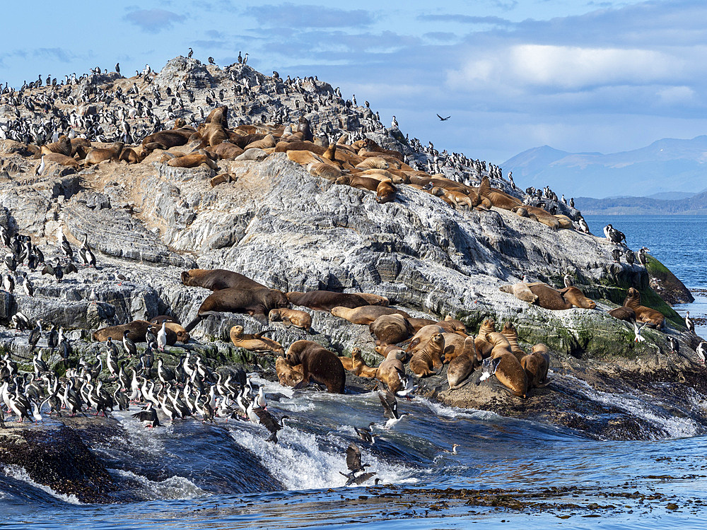 A colony of South American sea lions (Otaria flavescens), on small islets in Lapataya Bay, Tierra del Fuego, Argentina, South America